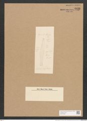 Nitzschia angularis W. Sm. (de-Toni-Nr.: Genus 47, Species 2086) Zeichnungen Sammlung Grunow Nr. 4133 (NHMW-BOT-W0372009)
